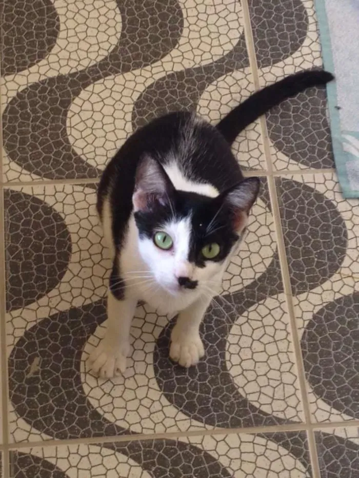 Gato ra a SRD idade 7 a 11 meses nome Anastacia