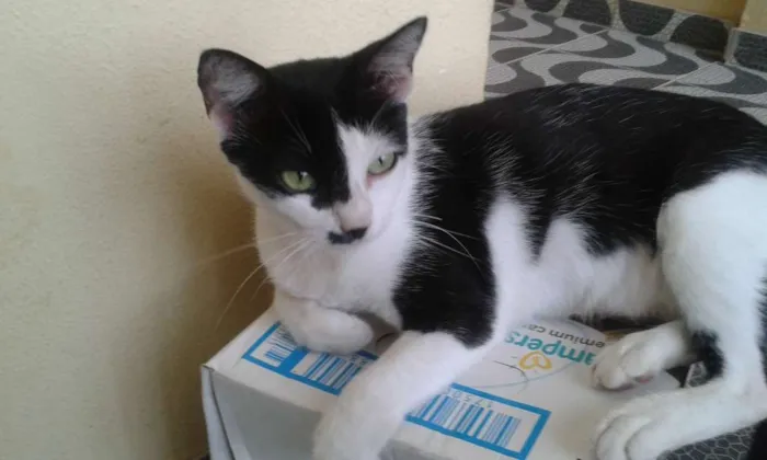 Gato ra a SRD idade 7 a 11 meses nome Anastacia