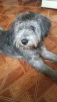 scooby 