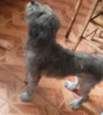 scooby 