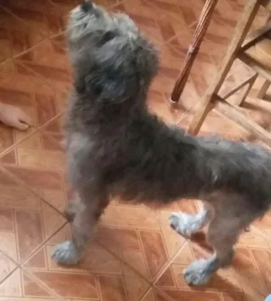 Cachorro raça indefinida idade 7 a 11 meses nome scooby 