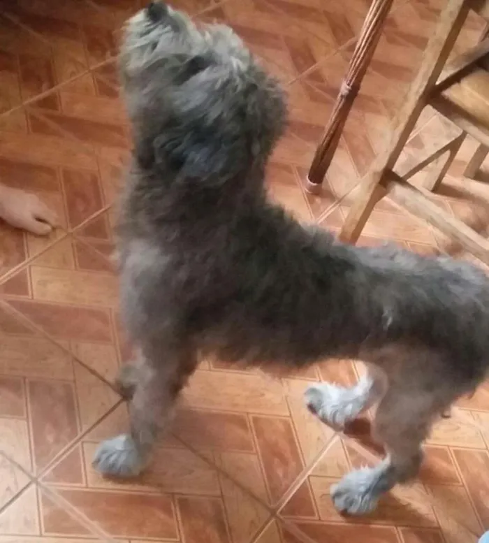 Cachorro ra a indefinida idade 7 a 11 meses nome scooby 