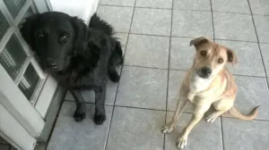 Cachorro raça Golden e vira-lata  idade 1 ano nome Baruck  e  Snoopy 