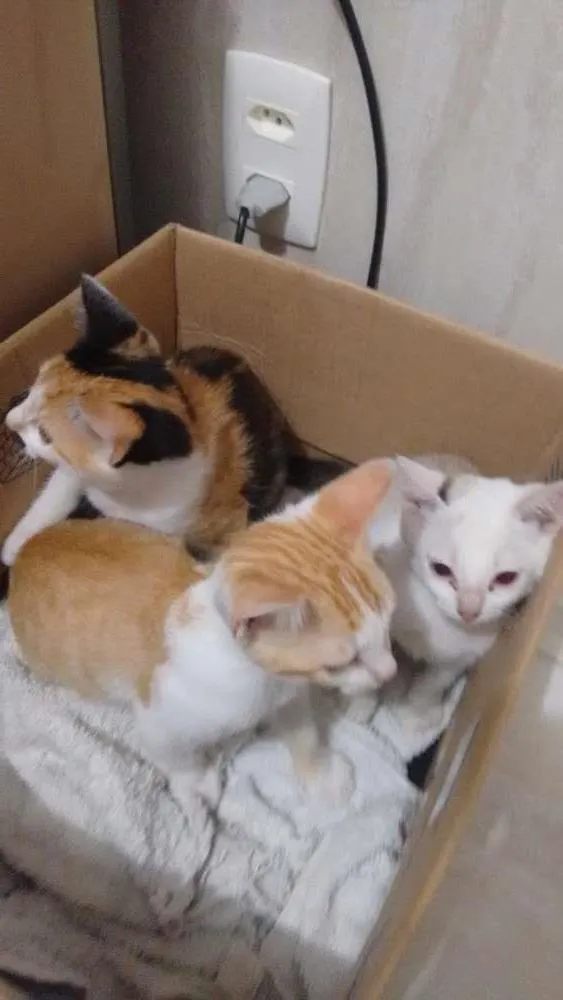 Gato ra a Vira lata idade Abaixo de 2 meses nome Sem nome