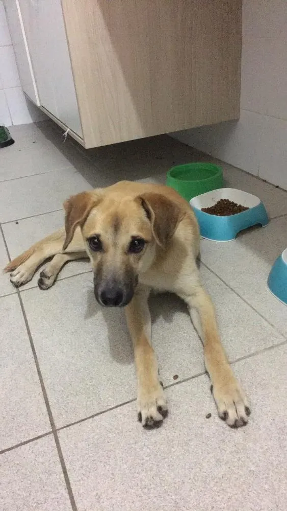 Cachorro ra a SRD idade 2 a 6 meses nome Não tem nome