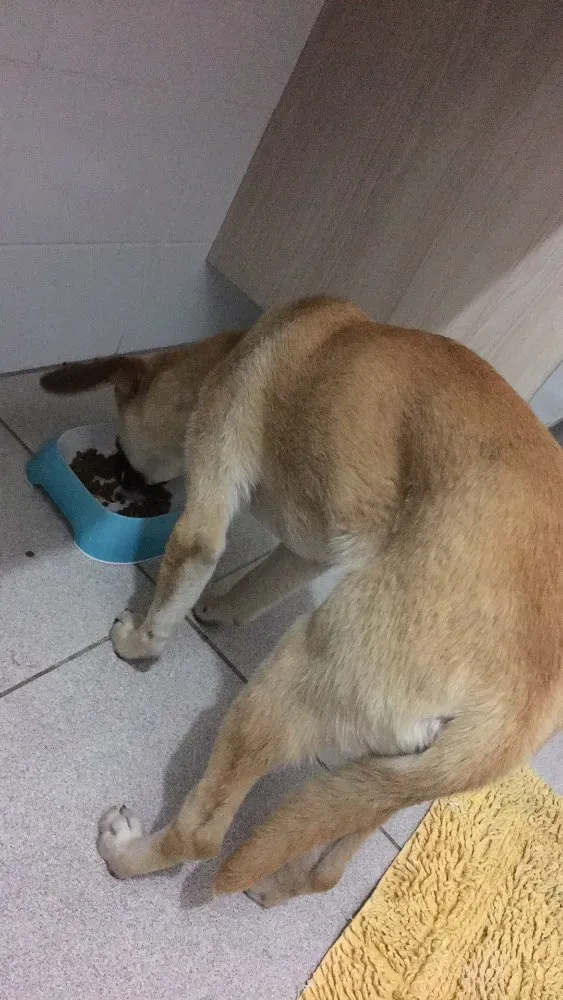 Cachorro ra a SRD idade 2 a 6 meses nome Não tem nome