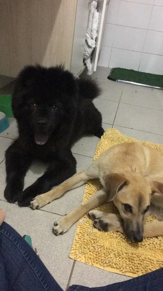 Cachorro ra a SRD idade 2 a 6 meses nome Não tem nome