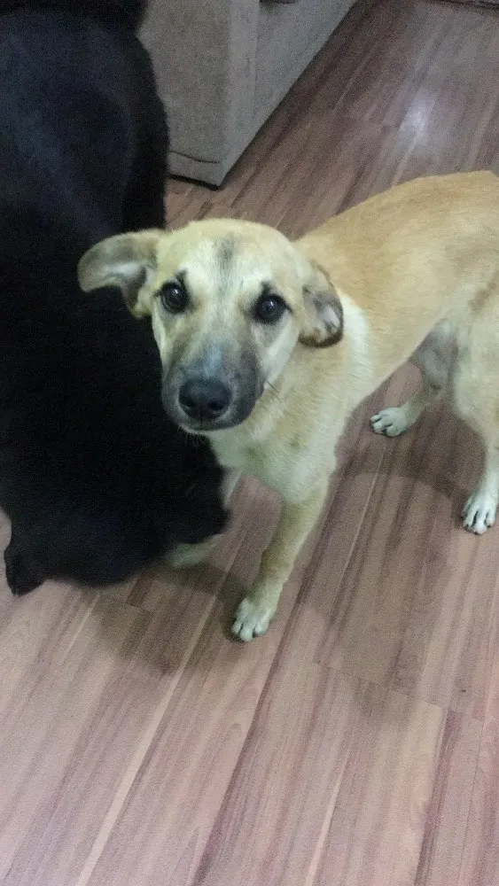 Cachorro ra a SRD idade 2 a 6 meses nome Não tem nome