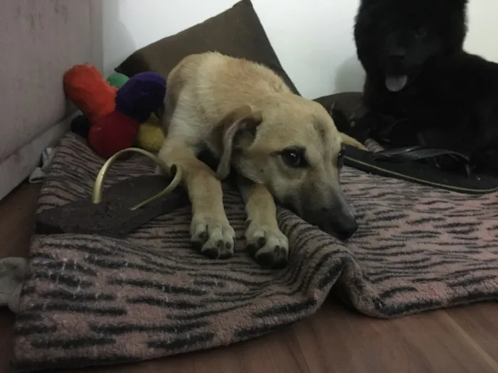 Cachorro ra a SRD idade 2 a 6 meses nome Não tem nome