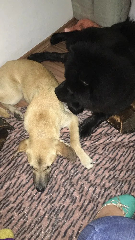 Cachorro ra a SRD idade 2 a 6 meses nome Não tem nome