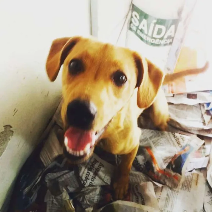 Cachorro ra a srd idade 7 a 11 meses nome Bixcoito