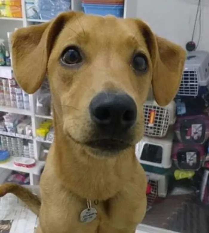 Cachorro ra a srd idade 7 a 11 meses nome Bixcoito