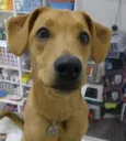 Bixcoito
