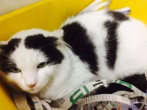 Gato raça srd idade 7 a 11 meses nome Leãozinho