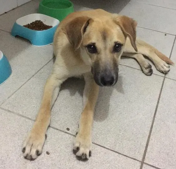 Cachorro ra a SRD idade 2 a 6 meses nome Não tem nome