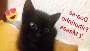 Gato raça  idade 2 a 6 meses nome Baguera