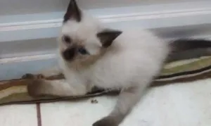 Gato raça Sem raça idade Abaixo de 2 meses nome Gatinhos lindos