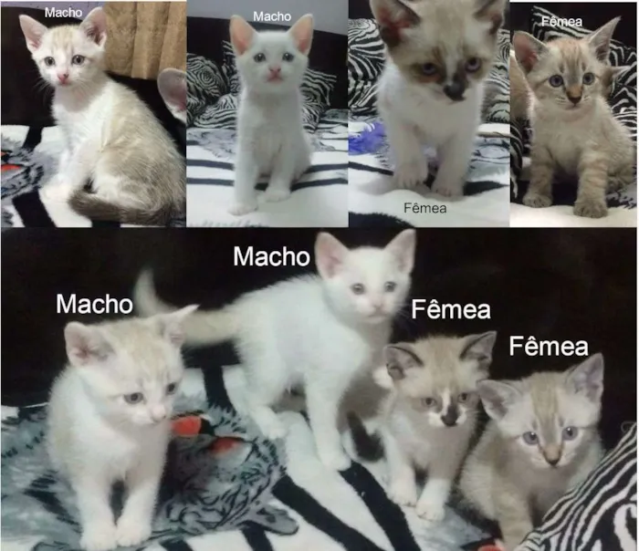 Gato ra a Gato idade Abaixo de 2 meses nome Sem nome