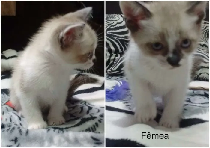 Gato ra a Gato idade Abaixo de 2 meses nome Sem nome