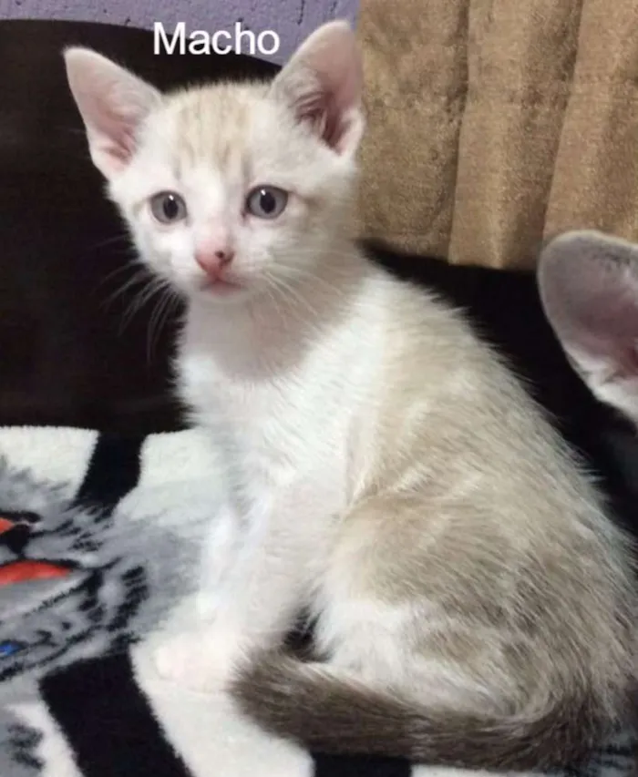 Gato ra a Gato idade Abaixo de 2 meses nome Sem nome