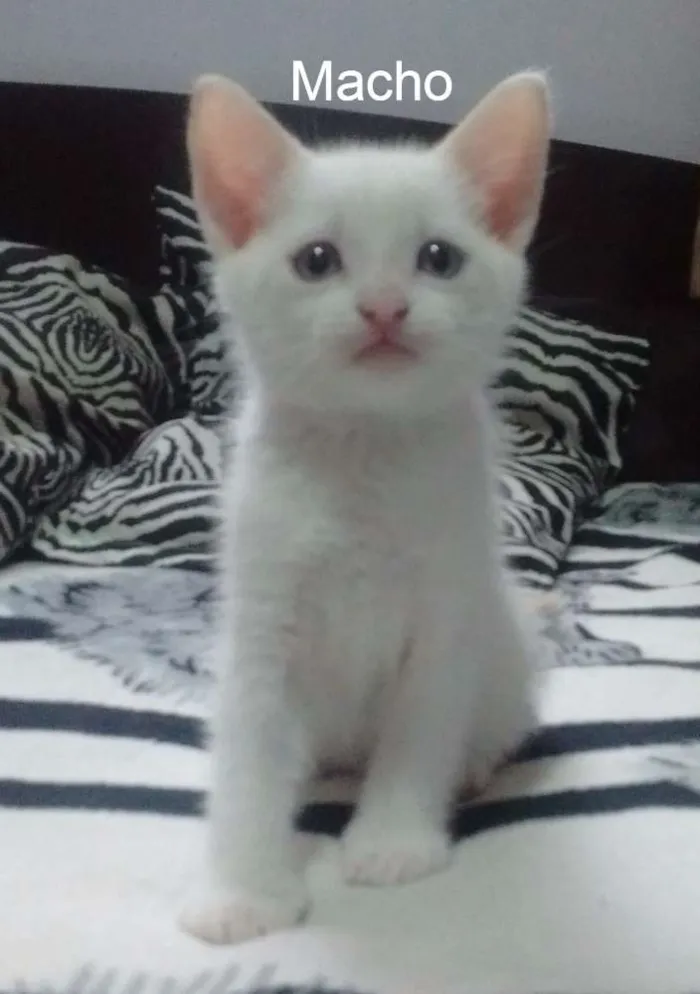 Gato ra a Gato idade Abaixo de 2 meses nome Sem nome