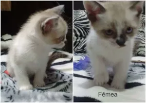 Gato raça Gato idade Abaixo de 2 meses nome ainda não tem