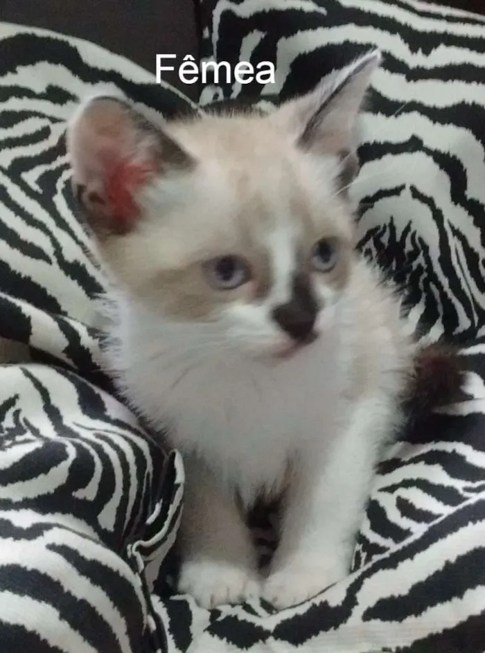 Gato ra a Gato idade Abaixo de 2 meses nome ainda não tem