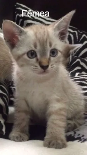 Gato raça Gato idade Abaixo de 2 meses nome ainda sem nome