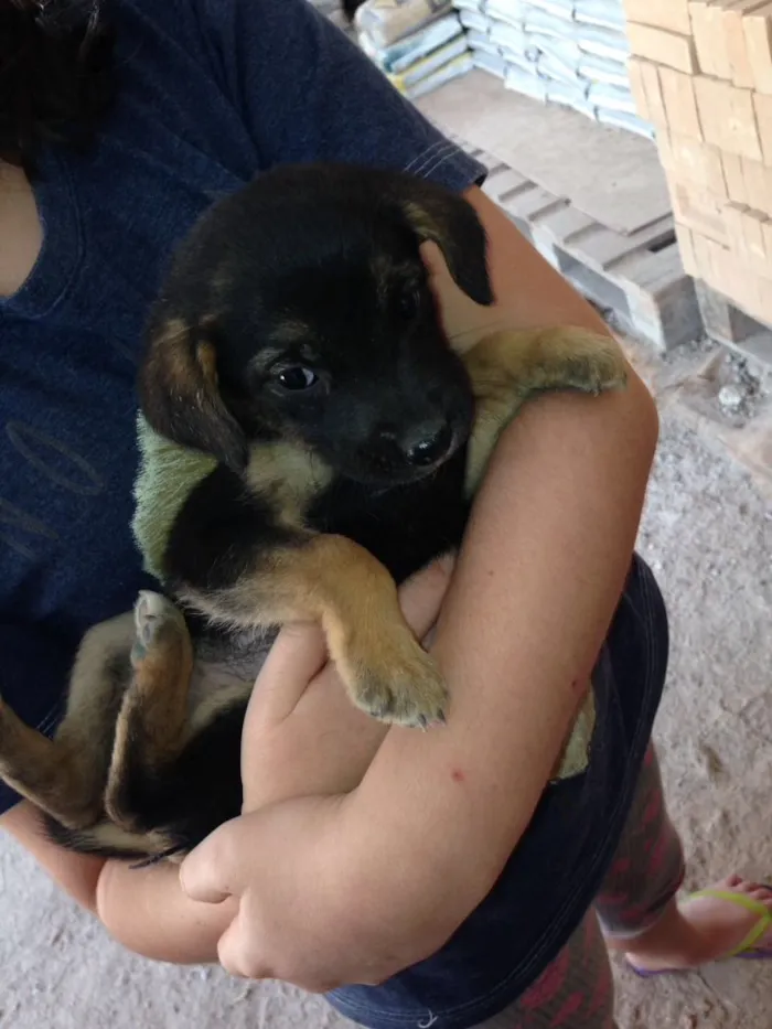 Cachorro ra a Vira lata idade Abaixo de 2 meses nome Indigentes
