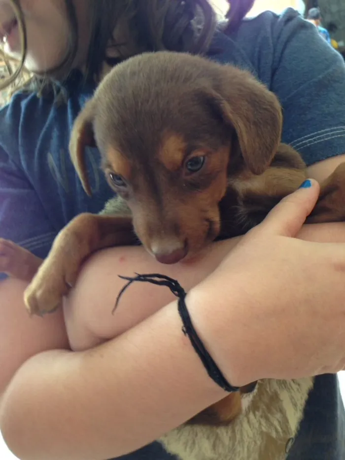 Cachorro ra a Vira lata idade Abaixo de 2 meses nome Indigentes