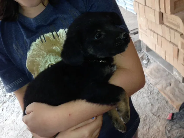 Cachorro ra a Vira lata idade Abaixo de 2 meses nome Indigentes