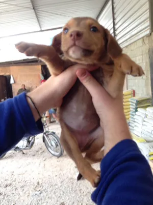 Cachorro raça Vira lata idade Abaixo de 2 meses nome Indigentes