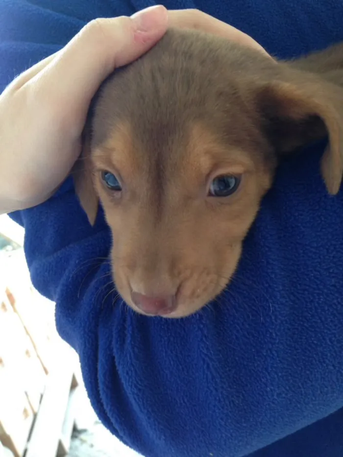 Cachorro ra a Vira lata idade Abaixo de 2 meses nome Indigentes
