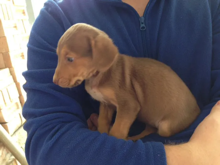 Cachorro ra a Vira lata idade Abaixo de 2 meses nome Indigentes