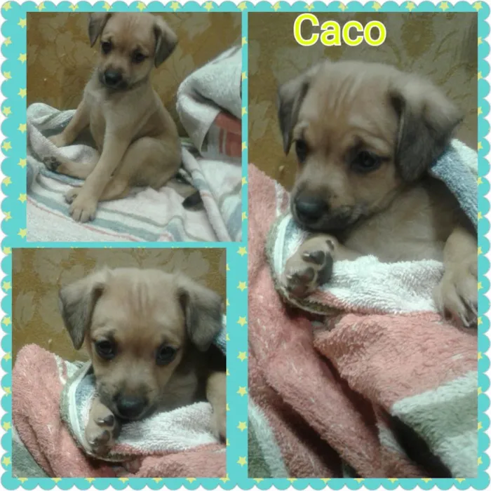 Cachorro ra a Srd idade Abaixo de 2 meses nome Polar e caco 