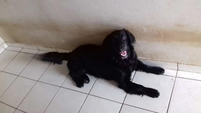 Cachorro ra a Golden retriever idade 1 ano nome LILI