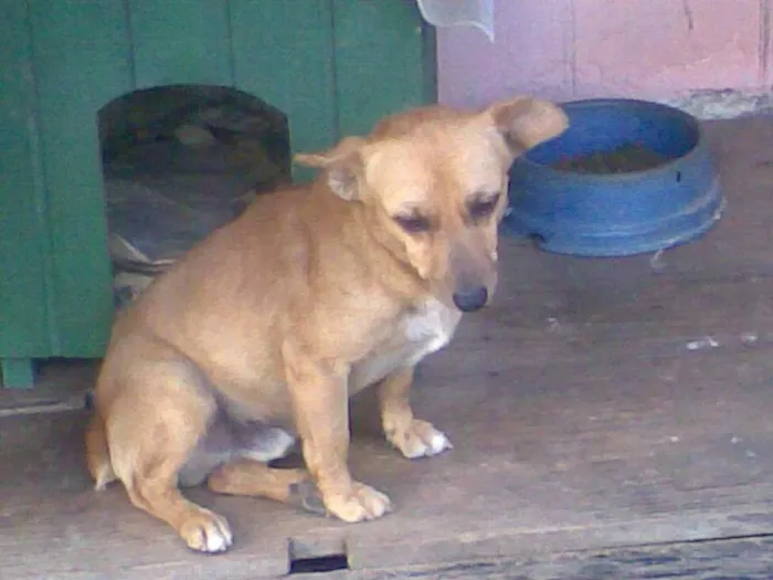 Cachorro ra a Vira lata idade 3 anos nome Baitaca