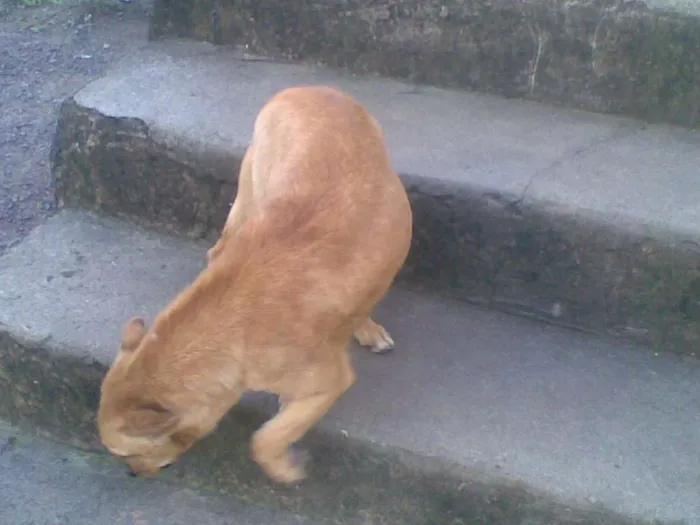 Cachorro ra a Vira lata idade 6 ou mais anos nome Velha