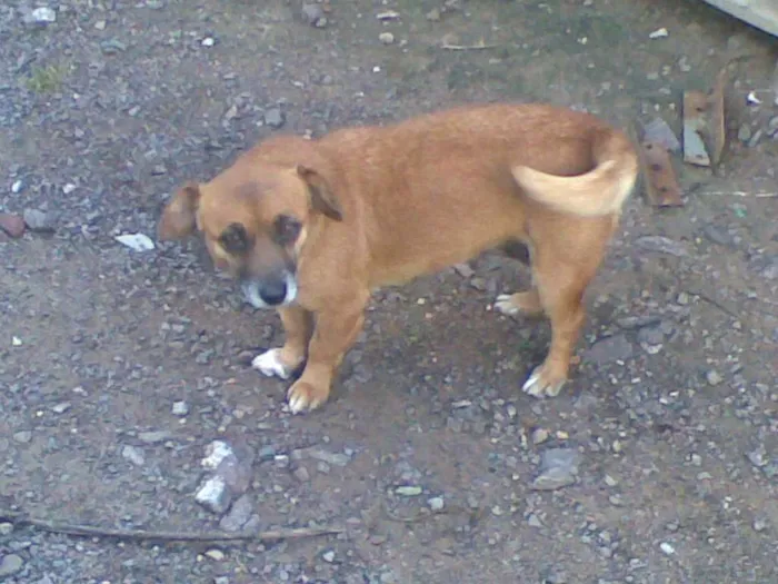 Cachorro ra a Vira lata idade 6 ou mais anos nome Velha