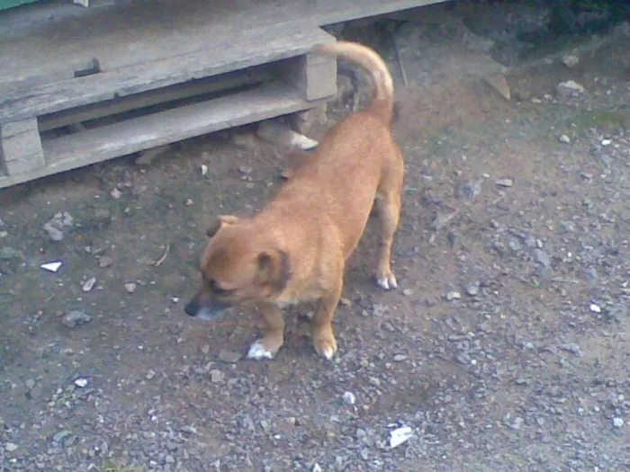 Cachorro ra a Vira lata idade 6 ou mais anos nome Velha