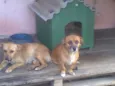 Velha