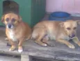 Velha