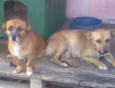 Velha