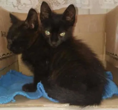 Gato raça  idade Abaixo de 2 meses nome sem nome