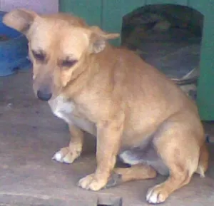 Cachorro raça Vira lata idade 3 anos nome Baitaca