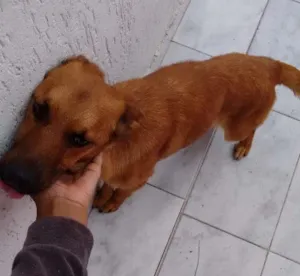 Cachorro raça Pastor alemão idade 7 a 11 meses nome Marley