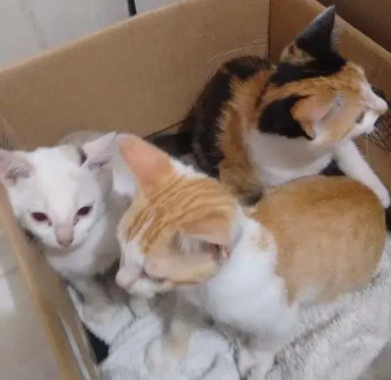 Gato ra a Vira lata idade Abaixo de 2 meses nome Sem nome