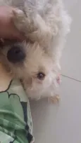 Mel