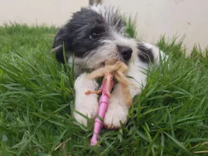Cachorro raça Vira lata idade 2 a 6 meses nome Bob