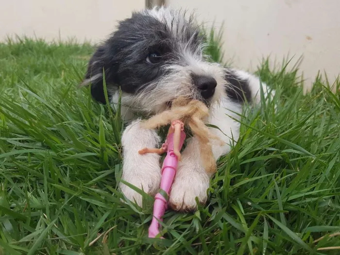 Cachorro ra a Vira lata idade 2 a 6 meses nome Bob